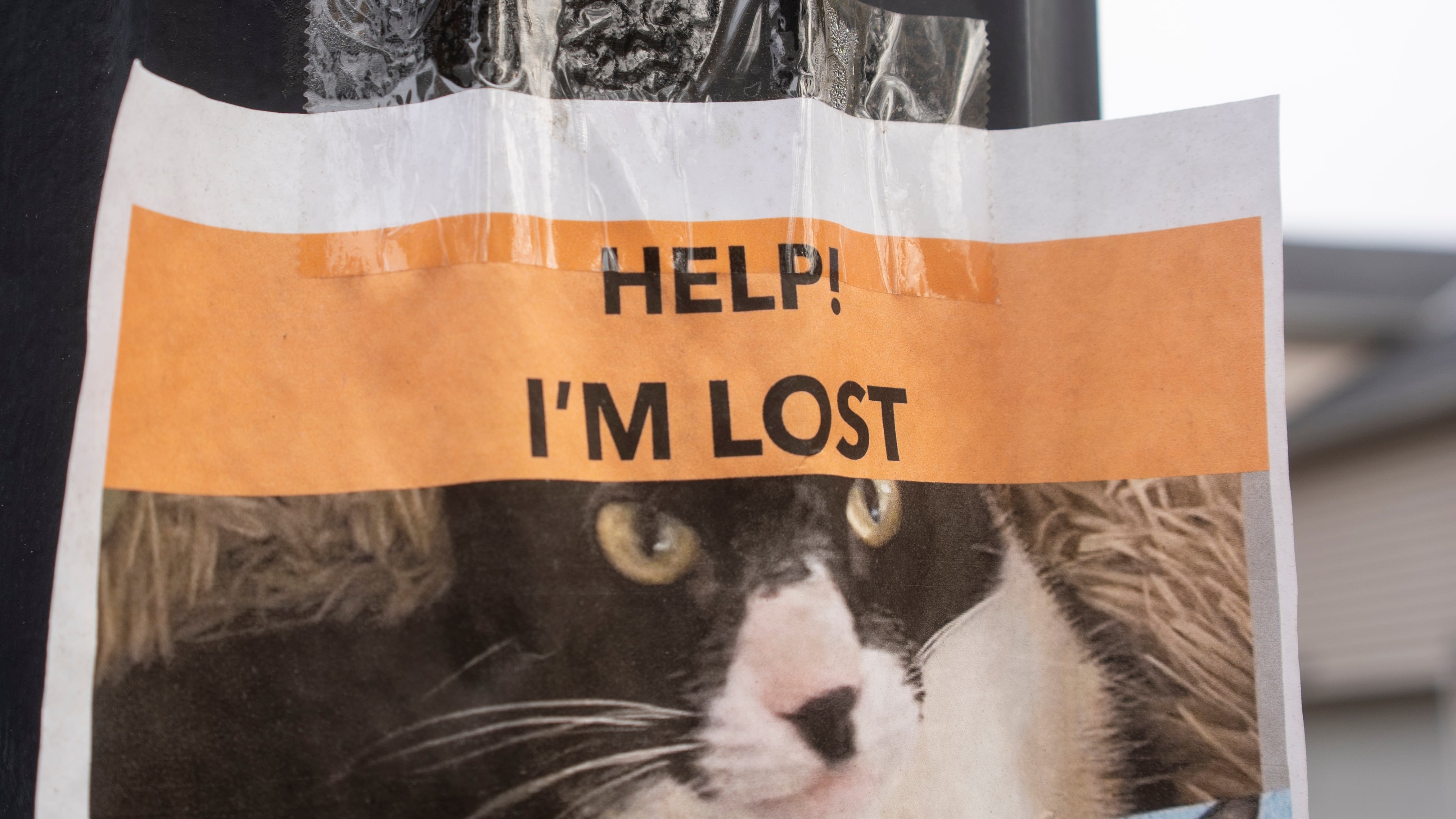 Where's Tazzie Lee? Woman, police search for cat missing at JFK